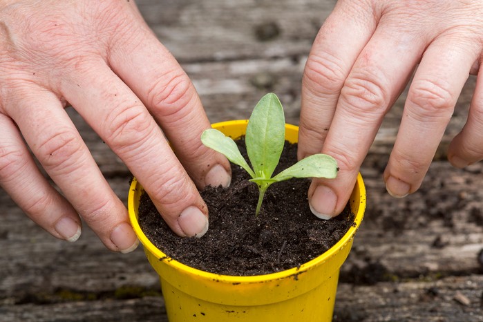 Repotting sunflower seedling. Paul Debois Repotting sunflower seedling. Paul Debois