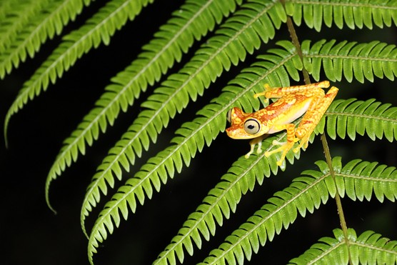 Meet tree frogs