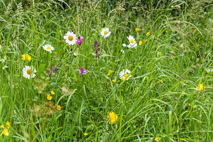 Wildflowers growing among lawn grass. Jason Ingram Wildflowers growing among lawn grass. Jason Ingram
