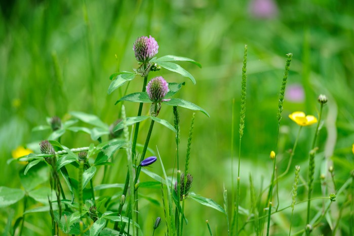 Red clover flowering among meadow grasses. Jason Ingram
