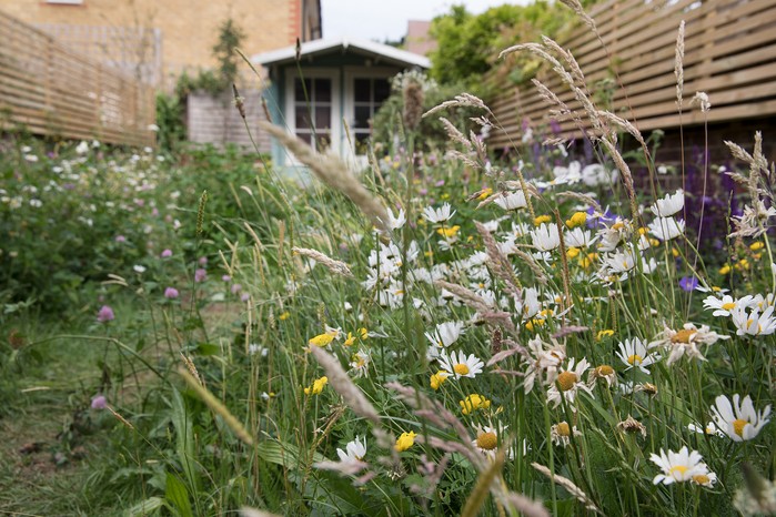 Wildflower meadow in a small UK garden. Sarah Cuttle