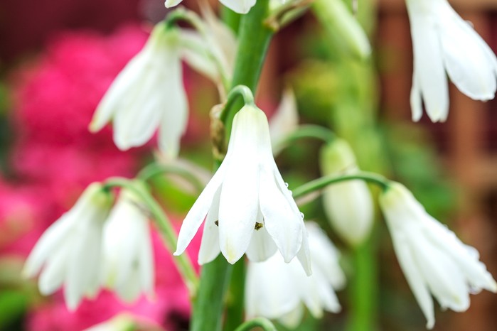 Galtonia candicans. Jason Ingram Galtonia candicans. Jason Ingram