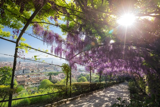 The Wisteria Walk at Giardino Bardini, Florence