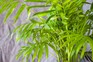 Areca palm (Chrysalidocarpus lutescens). Getty Images Areca palm (Chrysalidocarpus lutescens). Getty Images