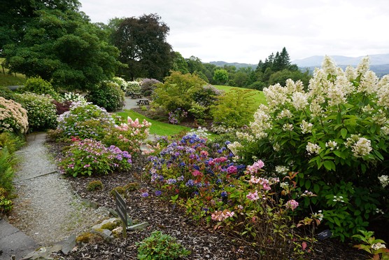 Hydrangea walk. Photo: Lakeland Horticultural Society Holehird