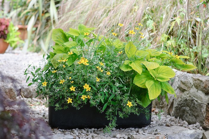 2058x1365-summer-containers-LI1331120 Bidens, coleus and euphorbia container