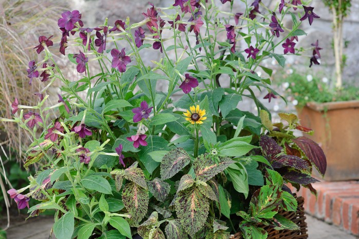 2058x1365-summer-containers-LI1331294 Summer container planted up with nicotianas