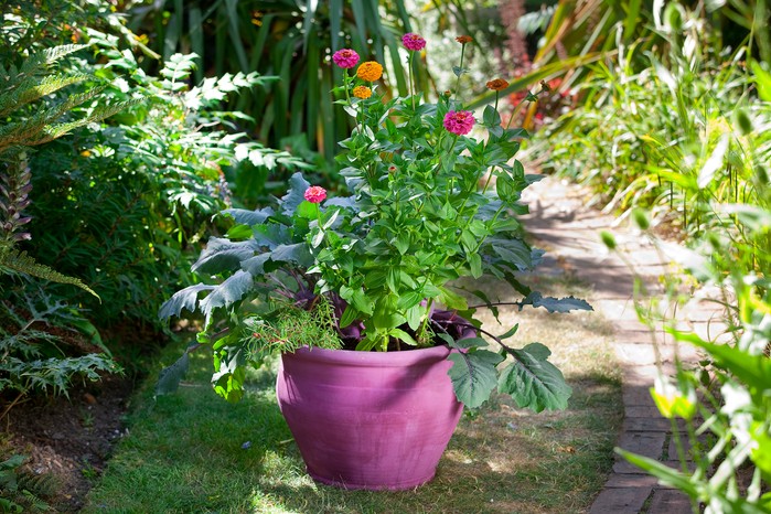 2058x1365-summer-containers-LI1530314 Container planted with zinnias and decorative veg