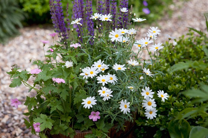 2058x1365-summer-containers-LI1805636 Container planted up with cottage garden plants