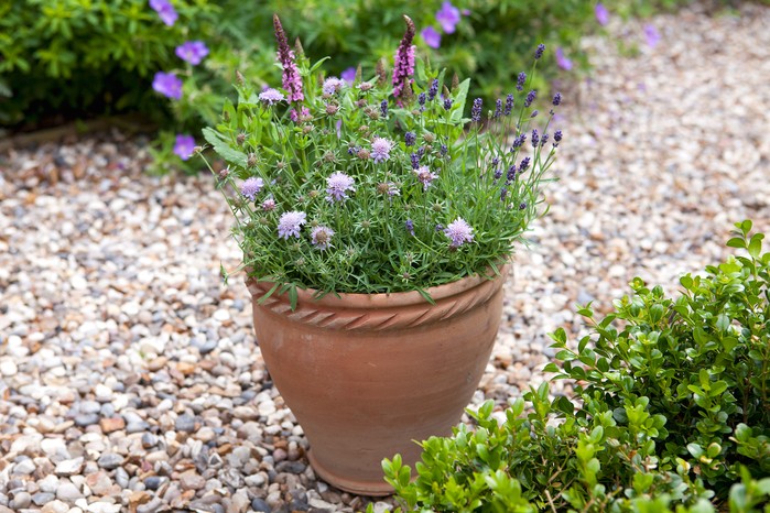 Bee-friendly container with scabious
