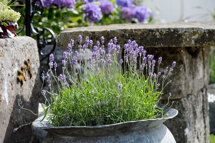 Lavender in a metal container
