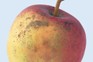 A ripe apple with black sooty fungal marks A ripe apple with black sooty fungal marks