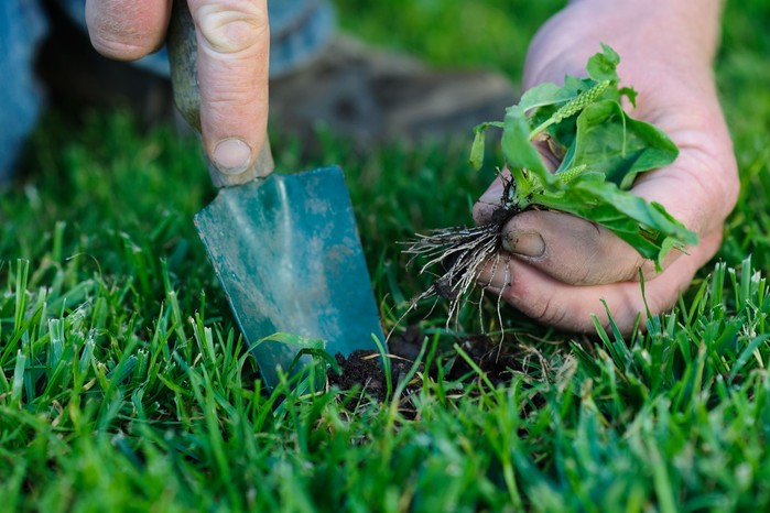 Removing a plantain weed from a lawn Removing a plantain weed from a lawn