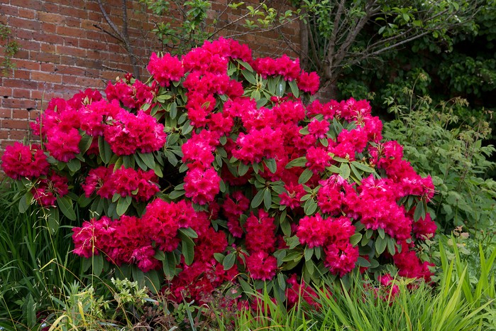 Rhododendron Rhododendron