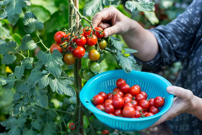 Harvesting tomatoes from the vine