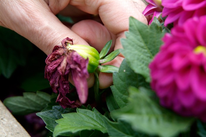Deadheading spent flowers Deadheading spent flowers