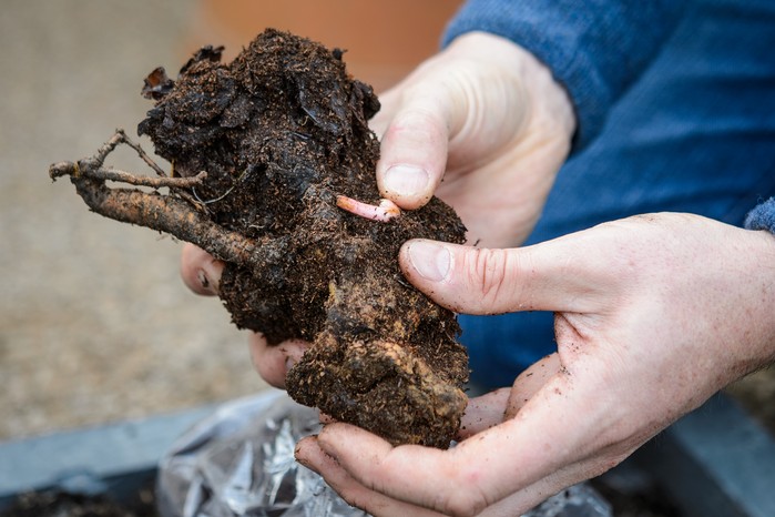 How to grow rhubarb - how to propagate rhubarb