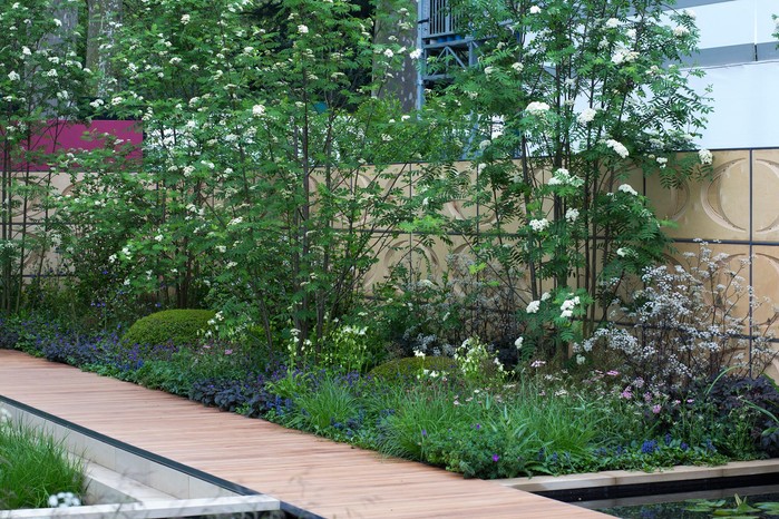 Rowan Sorbus aucuparia Rowan Sorbus aucuparia