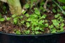 Chickweed seedlings in a pot Chickweed seedlings in a pot