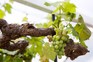 How to grow grapes How to grow grapes