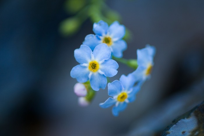 Water forget-me-not Water forget-me-not