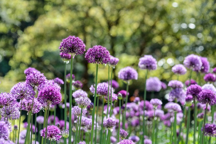Allium 'Purple Sensation' Allium 'Purple Sensation'