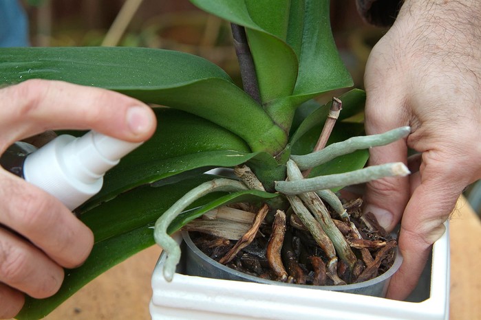 Spraying aphids off with water Spraying aphids off with water