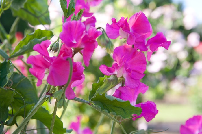 How to grow sweet peas - where to grow sweet peas How to grow sweet peas - where to grow sweet peas