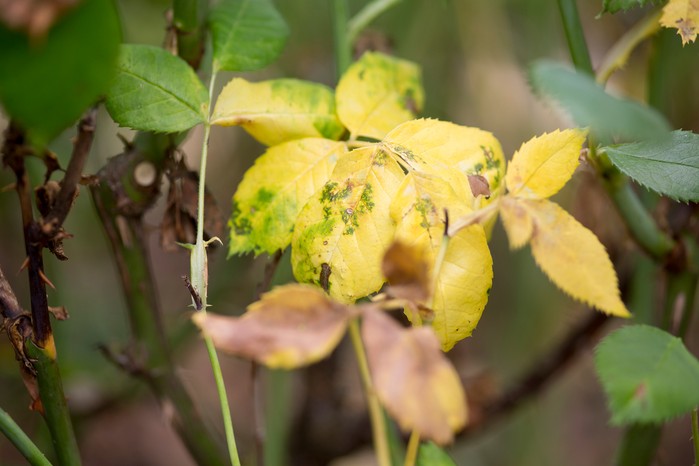 Rose nutrient deficiency magnesium deficiency symptom Rose nutrient deficiency magnesium deficiency symptom