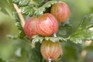 Rosy gooseberries ripening on the bush Rosy gooseberries ripening on the bush