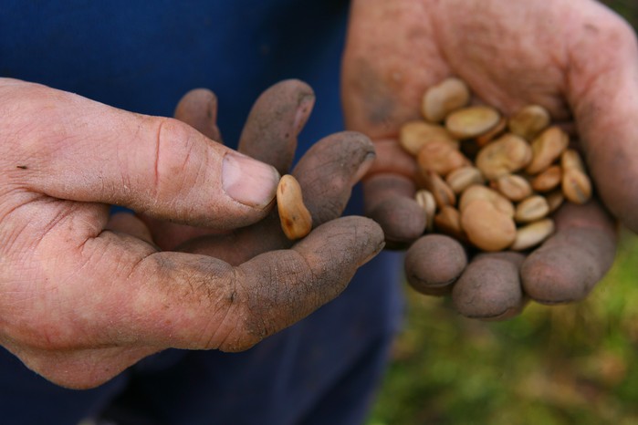Sowing broad beans. Marsha Arnold Sowing broad beans. Marsha Arnold