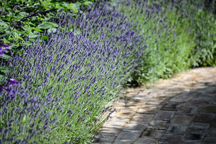 Lavender hedge along a path
