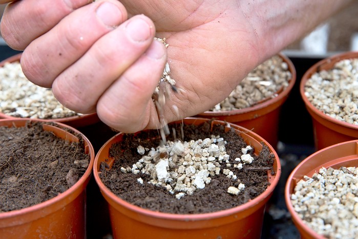 Covering seeds with vermiculite Covering seeds with vermiculite