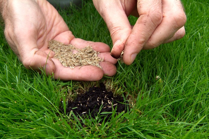 Sowing grass seed