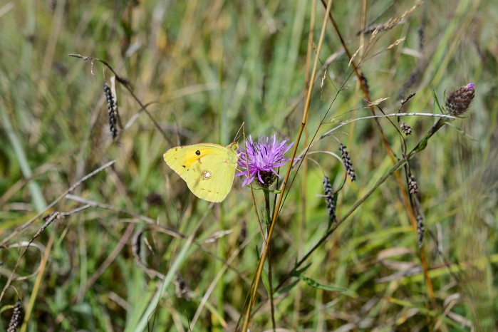 Clouded yellow butterfly on common knapweed flower Clouded yellow butterfly on common knapweed flower