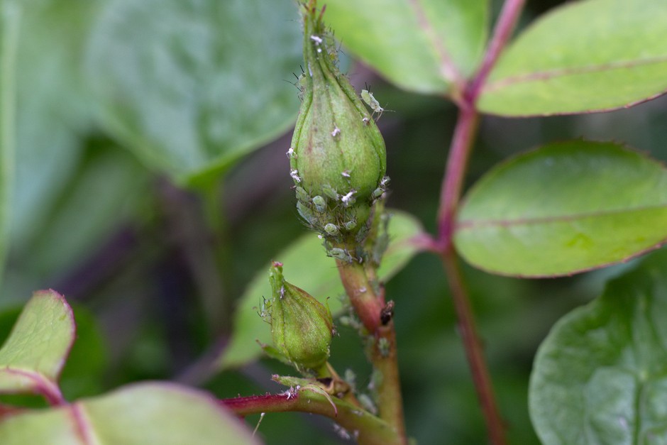 Aphids on rose buds