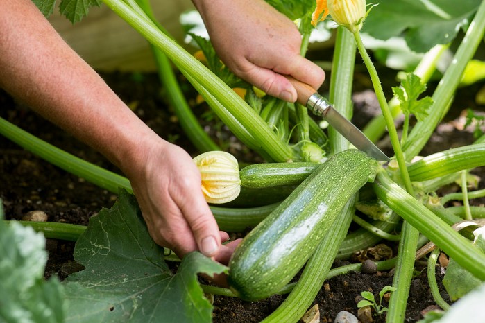 How to grow courggetes - harvesting courgettes
