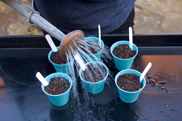 Watering pots of tomato seeds Watering pots of tomato seeds