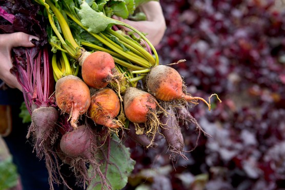 Beetroot harvests Beetroot harvests
