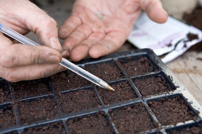 Sowing wildflower seeds with a biro. Sarah Cuttle Sowing wildflower seeds with a biro. Sarah Cuttle