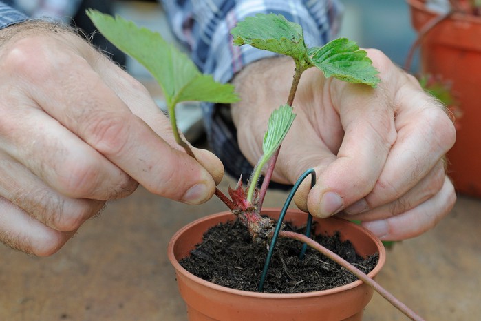 Pegging strawberry runner in place Pegging strawberry runner in place