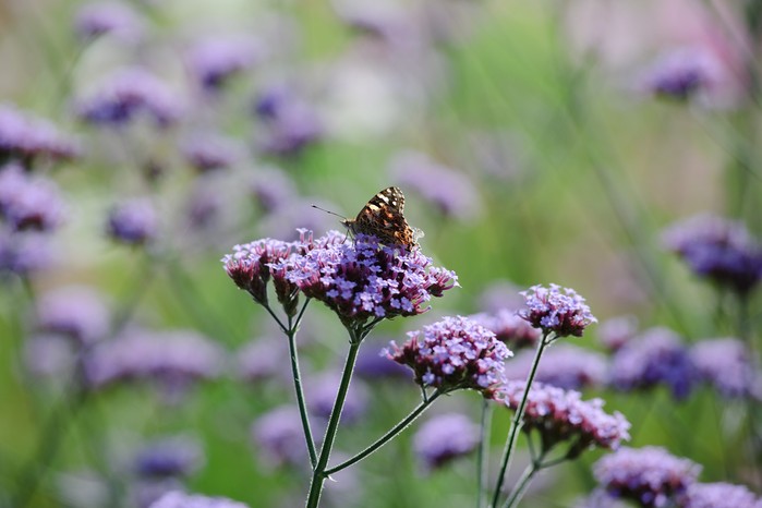 Verbena bonariensis