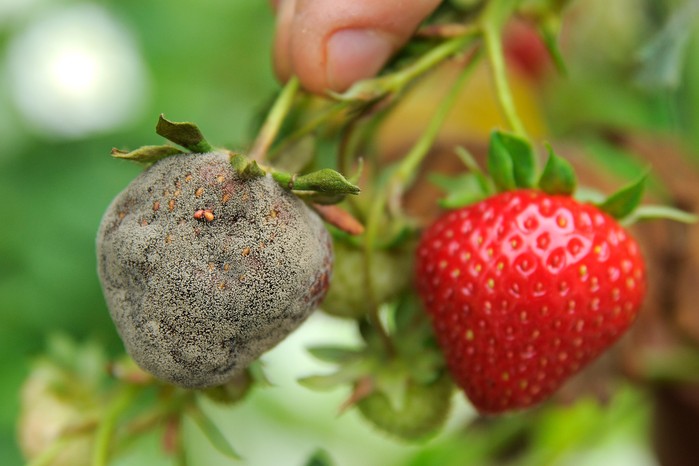 A strawberry thickly covered in botrytis grey mould A strawberry thickly covered in botrytis grey mould