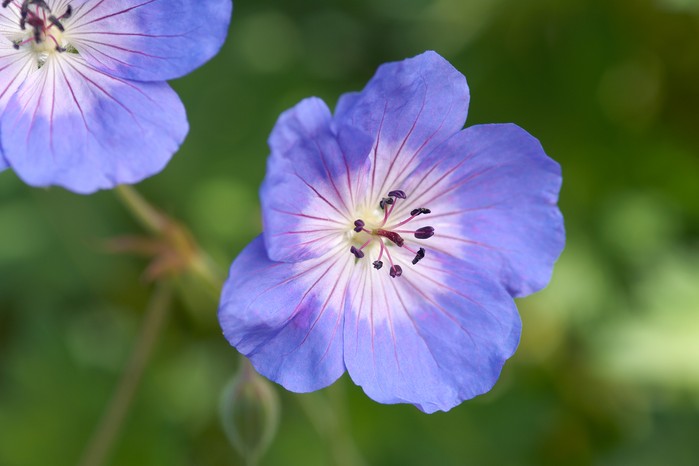 Geranium 'Rozanne' Geranium 'Rozanne'