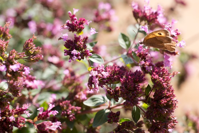 Wild marjoram (oregano) Wild marjoram (oregano)