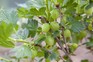 How to grow gooseberries How to grow gooseberries