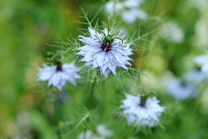 Love-in-a-mist, Nigella damascena Love-in-a-mist, Nigella damascena