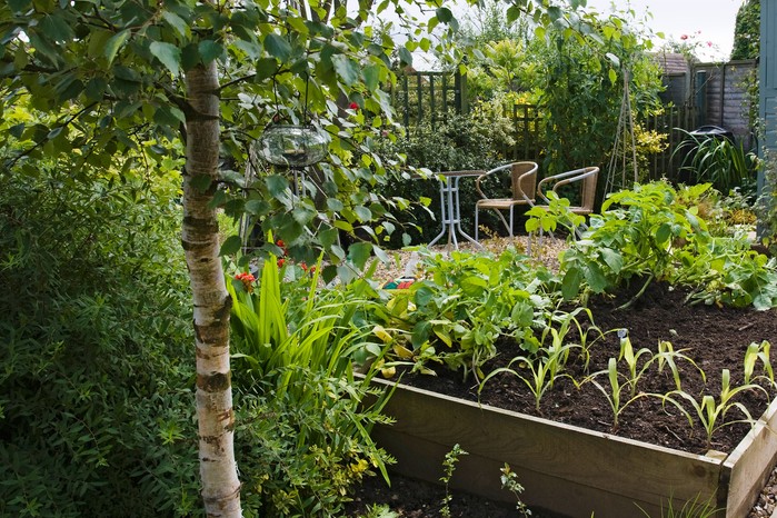Low maintenance veg plot Low maintenance veg plot