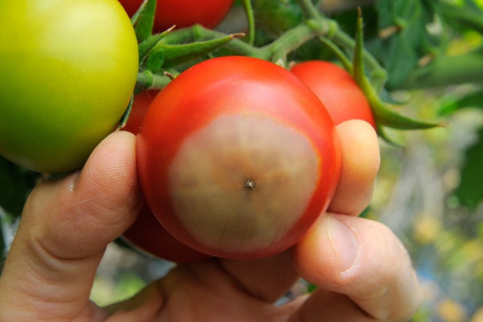 How to grow tomatoes - tomato with blossom end rot How to grow tomatoes - tomato with blossom end rot