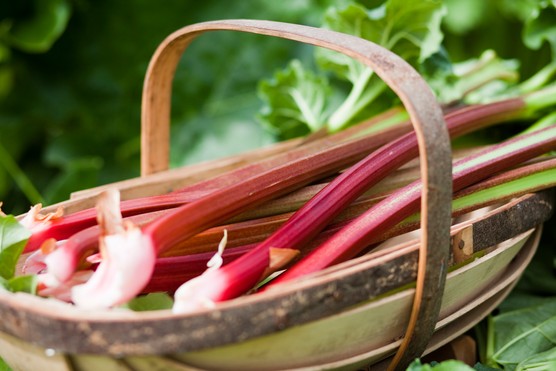 Rhubarb